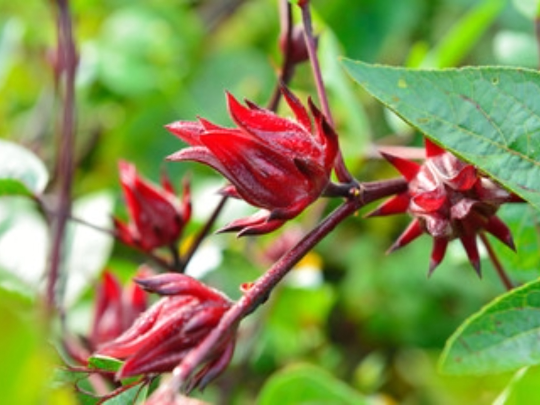 hibiscus plant